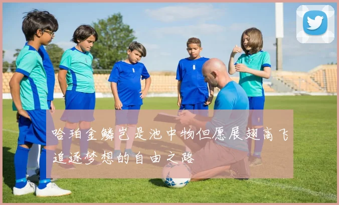 哈珀金鳞岂是池中物但愿展翅高飞追逐梦想的自由之路